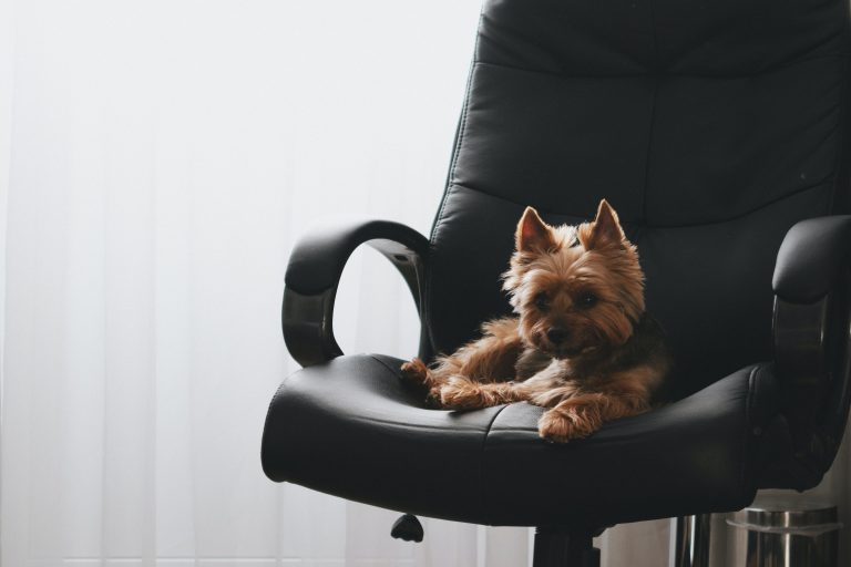 chien sur chaise
